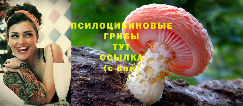 Псилоцибиновые грибы Psilocybe Кирсанов